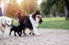ძაღლის ალიკაპის ან საბლის გარეშე სეირნობისთვის ჯარიმა 130 ლარით გაიზრდება