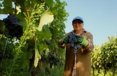 საქართველოში რთველი 2023 დასასრულს უახლოვდება - მევენახეობის
ერთ-ერთ მთავარ რეგიონში, კახეთში ყურძენი უკვე დაბინავებულია.