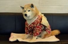 ტოკიოში "მოხუცებულ" ძაღლთა თავშესაფარი გაიხსნა